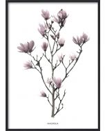 Poster 30x40 Pink Magnolia (planpackad)